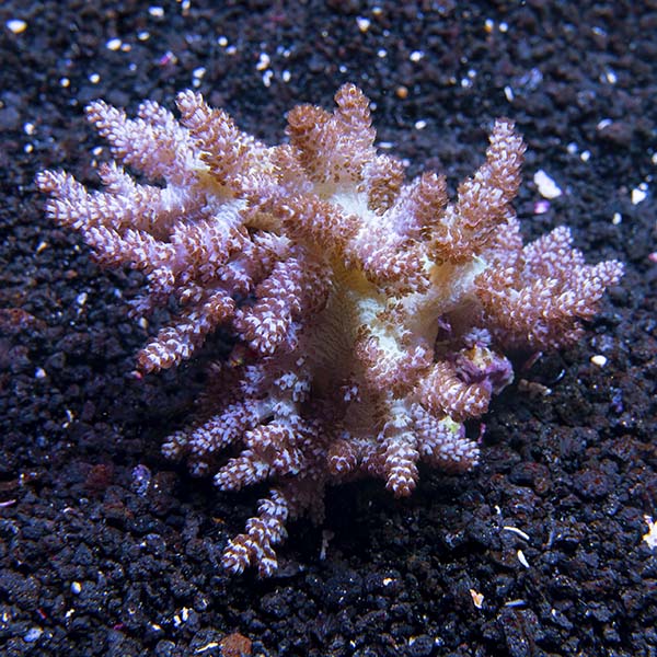 Green Kenya Tree Coral Green Kenya Tree Coral